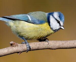Mésange bleue