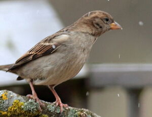 Moineau domestique 
&copy; Norbert Veber
