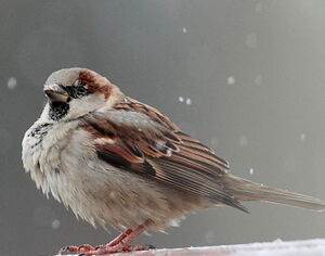 Moineau domestique 
&copy; Norbert Veber