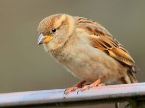 Moineau domestique 
&copy; Norbert Veber