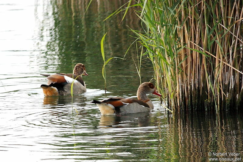 Egyptian Goose adult