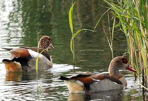 Egyptian Goose