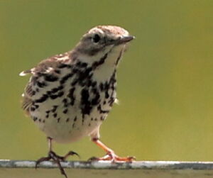 Pipit farlouse