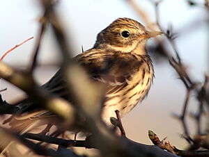 Meadow Pipit 
&copy; Norbert Veber