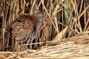 Water Rail