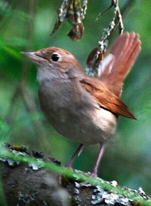 Common Nightingale 
&copy; Norbert Veber