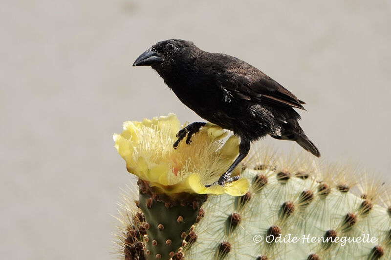 Common Cactus Finch