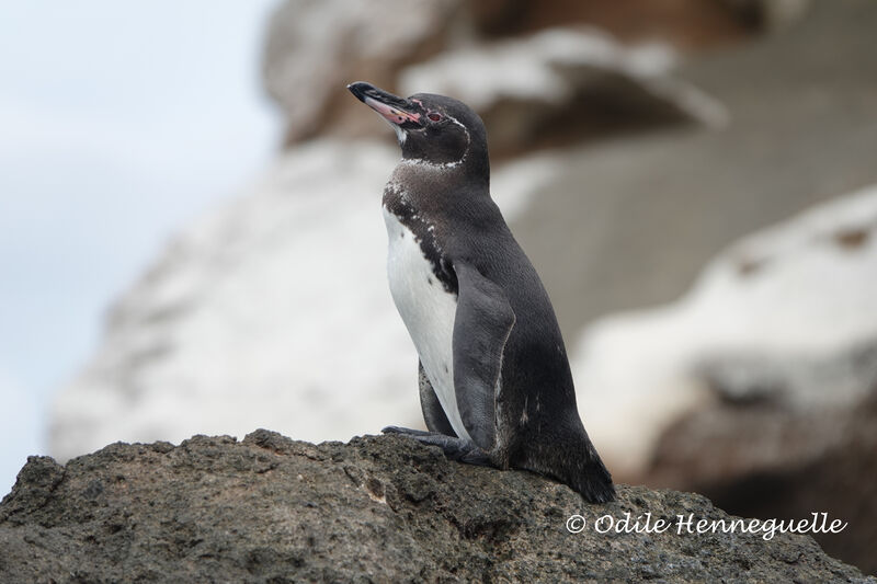 Galapagos Penguin