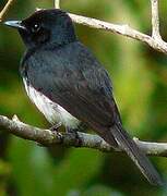 Melanesian Flycatcher