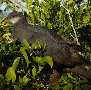 Metallic Pigeon