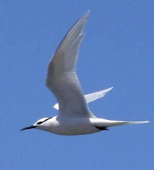 Black-naped Tern