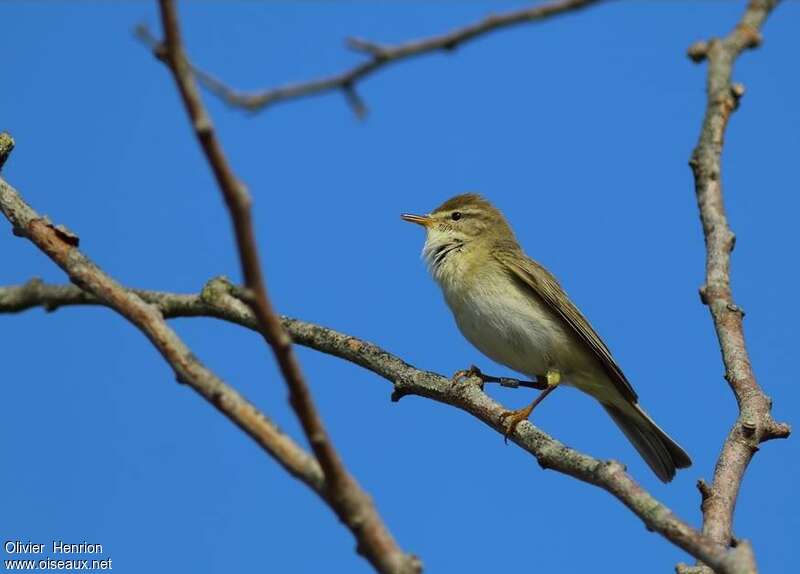 Willow Warbler male adult, pigmentation, song, Behaviour