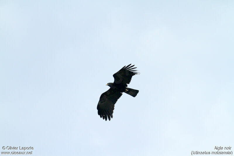 Black Eagle, Flight