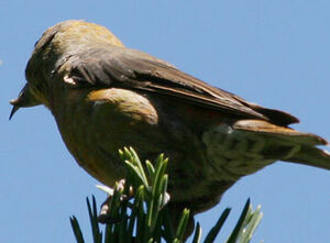 Red Crossbill 
&copy; Olivier Laporte