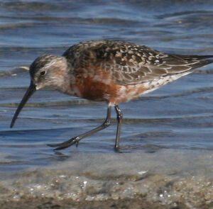 Curlew Sandpiper