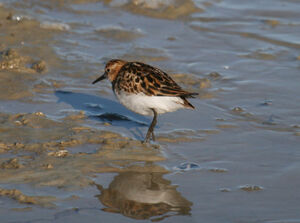 Little Stint
