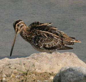 Common Snipe 
&copy; Olivier Laporte
