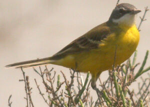 Western Yellow Wagtail