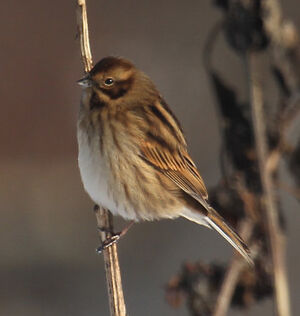 Common Reed Bunting 
&copy; Olivier Laporte