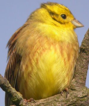 Bruant jaune 
&copy; Olivier Laporte