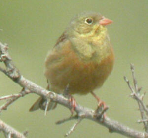 Ortolan Bunting 
&copy; Olivier Laporte