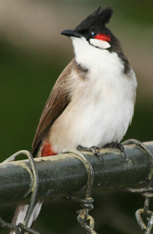 Bulbul orph�e