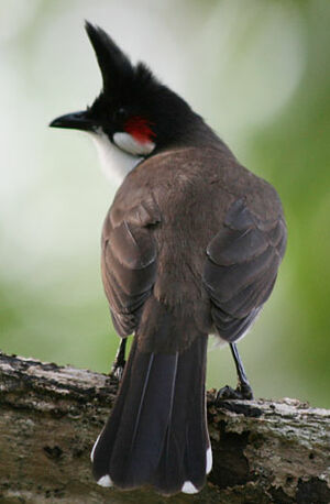 Bulbul orph�e
