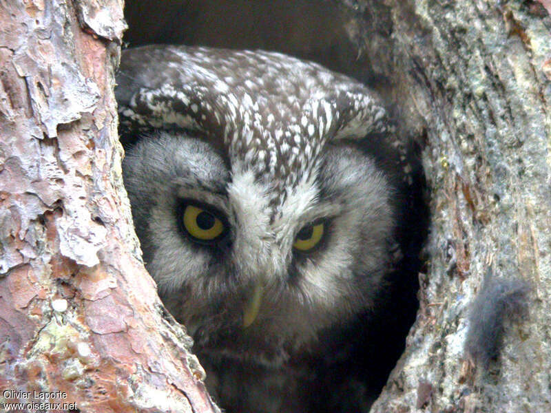 Boreal Owladult, close-up portrait, Reproduction-nesting
