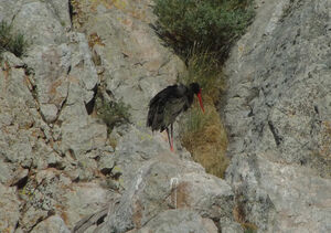 Cigogne noire
