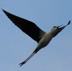�chasse blanche