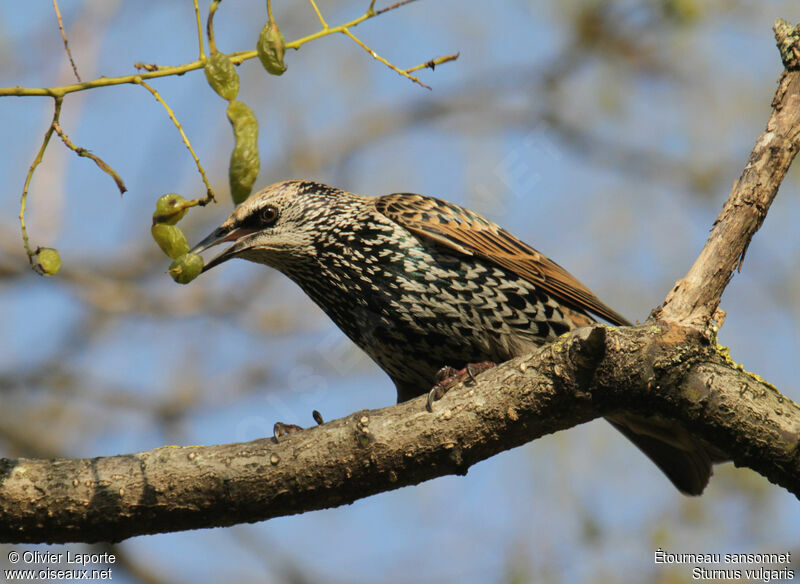 Common Starling, feeding habits