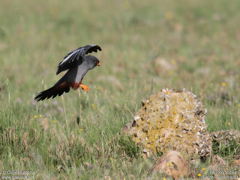 Red-footed Falcon male, Flight