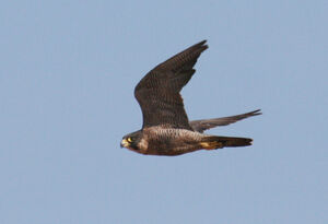 Peregrine Falcon 
&copy; Olivier Laporte
