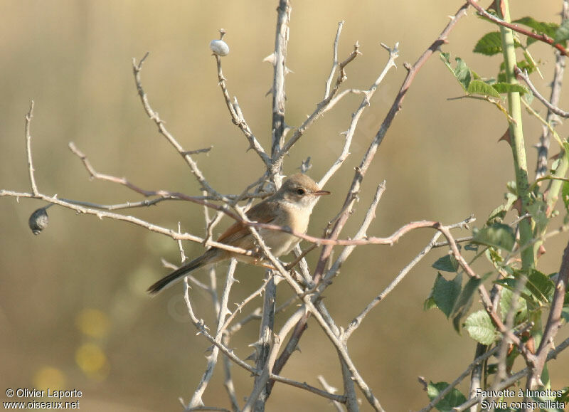 Spectacled Warbler female