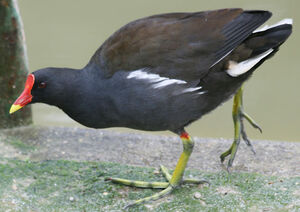 Gallinule poule-d'eau