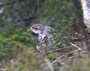 Hazel Grouse 
&copy; Olivier Laporte