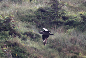 Great Skua 
&copy; Olivier Laporte
