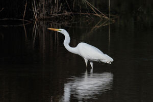 Great Egret 
&copy; Olivier Laporte
