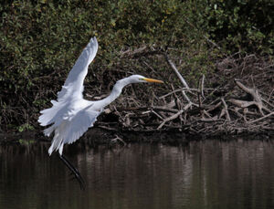 Great Egret 
&copy; Olivier Laporte