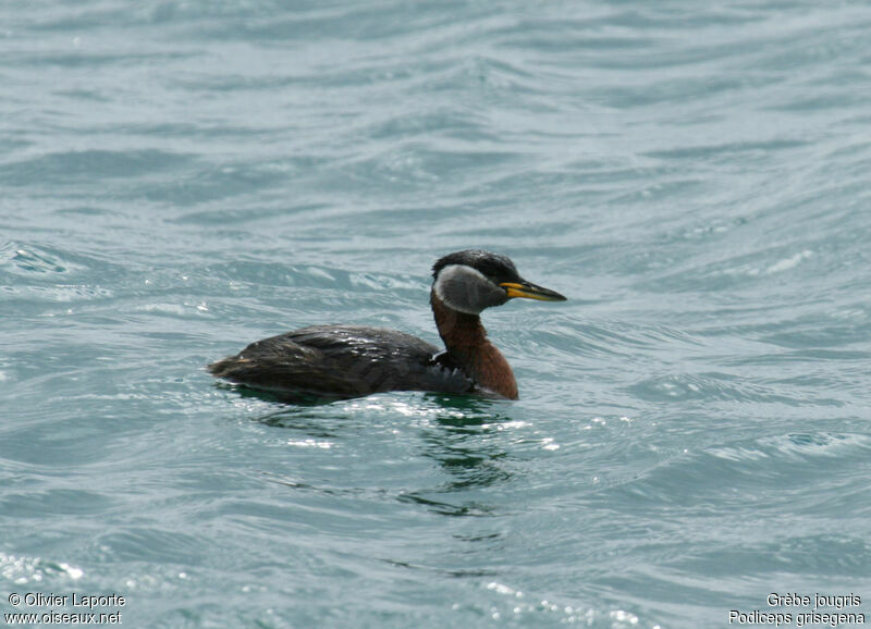 Red-necked Grebe male, identification