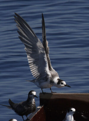 Black Tern