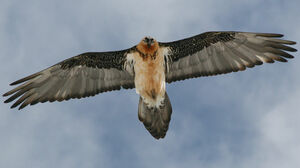 Bearded Vulture