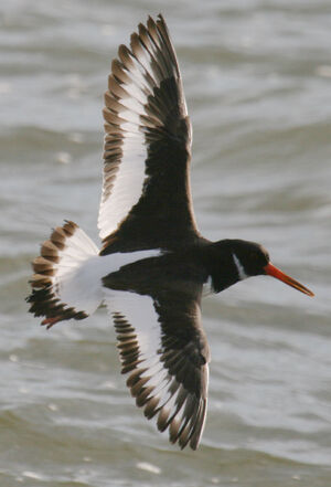 Eurasian Oystercatcher 
&copy; Olivier Laporte