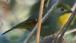 Red-billed Leiothrix 
&copy; Olivier Laporte