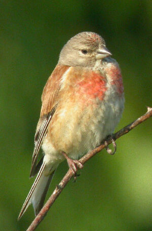 Common Linnet 
&copy; Olivier Laporte
