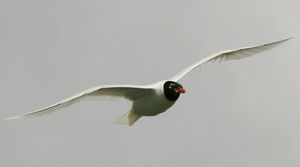 Mouette m�lanoc�phale