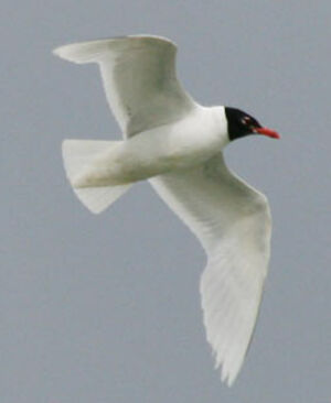 Mouette m�lanoc�phale
