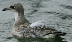 Mouette m�lanoc�phale