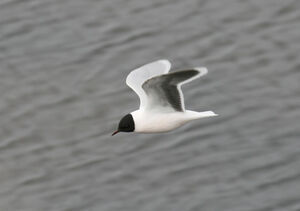 Mouette pygm�e