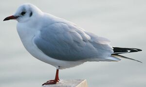 Mouette rieuse